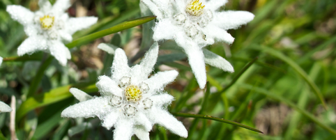 Edelweiss in der Gesichtspflege: Wirkung & Vorteile für die Haut